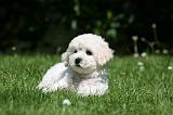 BICHON FRISE 618